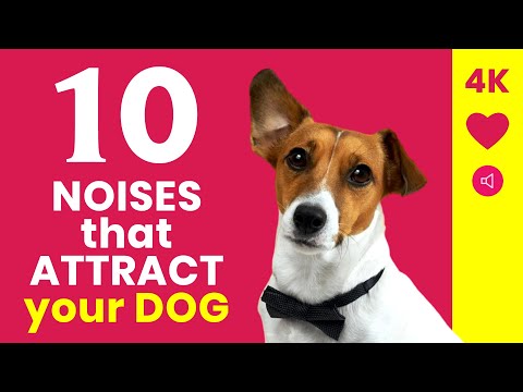 10 Noises That Attract Your DOG 🐶❤️