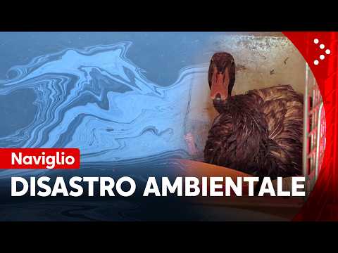 Milano, disastro ambientale nel Naviglio per sversamento idrocarburi: soccorso un cigno reale