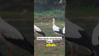 White storks facts you didn't know #shorts