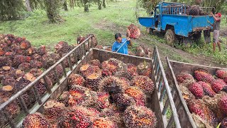 How Tons of Palm Fruits are Harvested and Transported