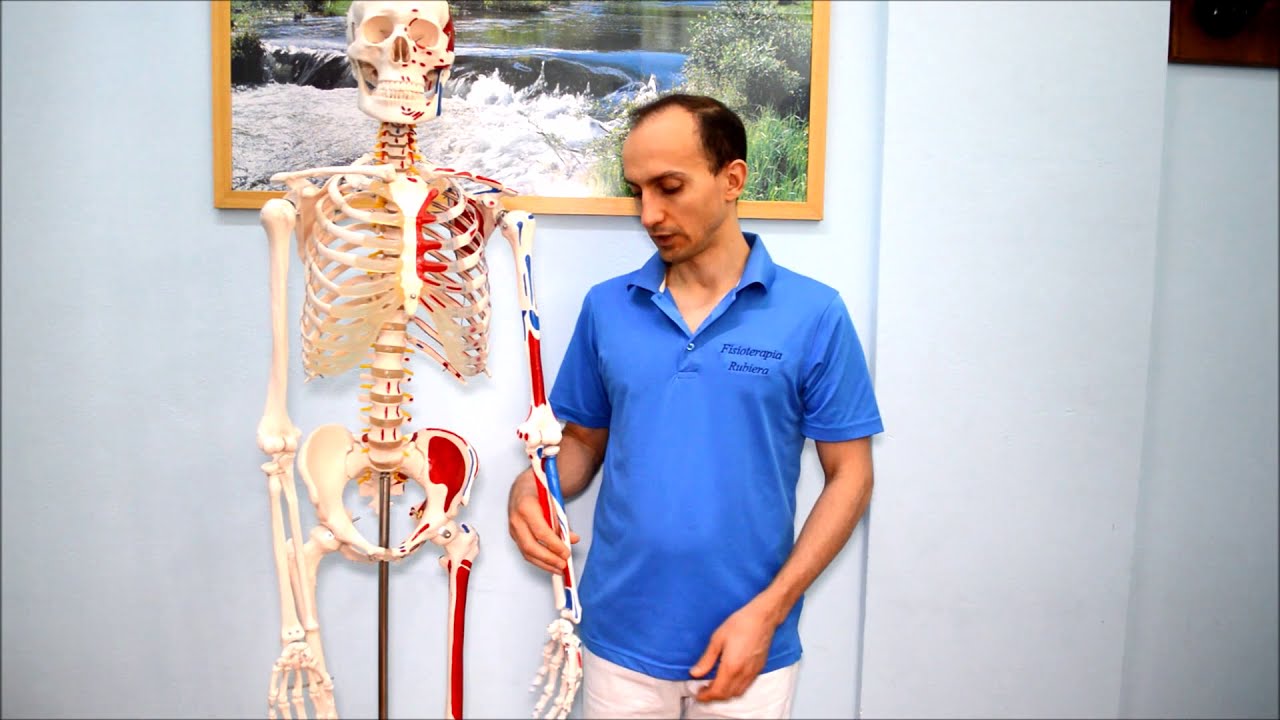 Watch Now Frattura dell'Ulna e dell'Olecrano: i Sintomi e i Tempi di Recupero Frattura dell'Ulna e dell'Olecrano: i Sintomi e i Tempi di Recupero