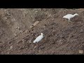 Cattle Egrets Bubulcus Ibis Catching Flies And Other Insects
