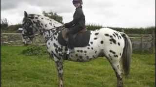 preview picture of video 'Alfie Moon - Appaloosa 15.1 All Rounder.'