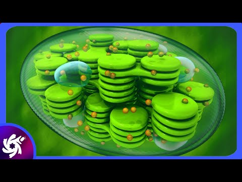 Chloroplasten in 4 Minuten – (Struktur und Funktionen)🌱