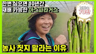 왕의 채소 아스파라거스 농사를 짓지 말라는 이유는?