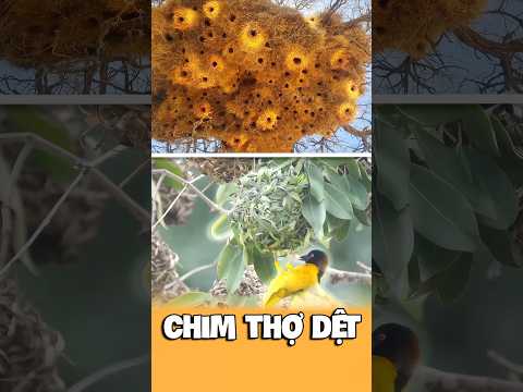 Khám phá loài chim thợ dệt: Kiến trúc sư đại tài và những tòa chung cư trăm tuổi