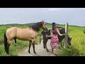 Horses Groom Each Other, How they are in bio and making love each other