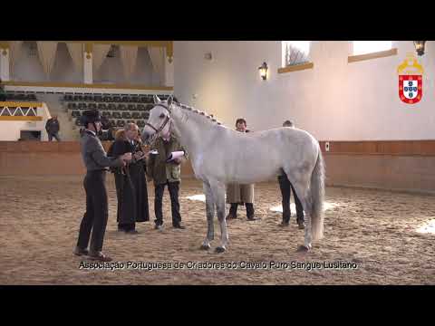 220129 43 Jasmim - Aprovação de Garanhões