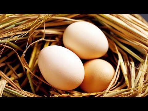 , title : '✅ Πως θα γεννάνε οι κότες ασταμάτητα: Μυστικά διατροφής για περισσότερα αυγά!'