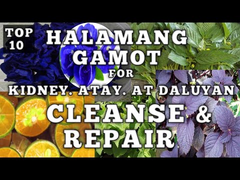 TOP 10 HALAMANG GAMOT KIDNEY ATAY AT DALUYAN CLEANSE & REPAIR | NATURAL DETOX CLEANSING #naturer
