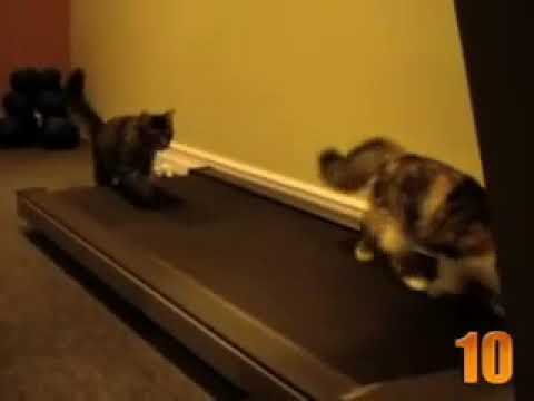 Kucing berlari masih adalagi sembilan