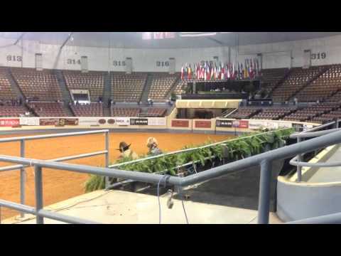 Nu Model Mercedes - 2014 NRHA Non Pro Futurity