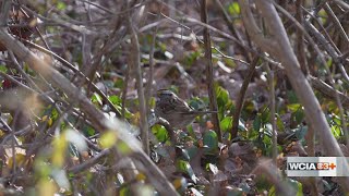 Bird populations in Central Illinois show accelerated decline, per recent study