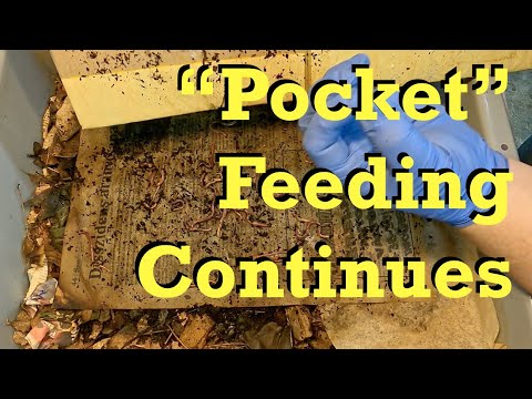 Newest 43- & 24-day red wiggler worm bins fed - vermicomposting