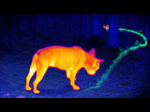 La Ciencia Detrás del Increíble Olfato de los Perros