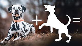 Top 8 Dalmatian Mixes – Which One Will You Go For