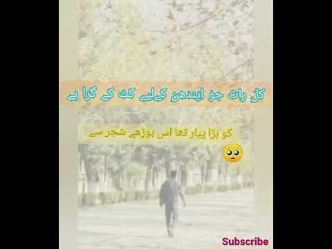 sad Urdu poetry about chinar trees