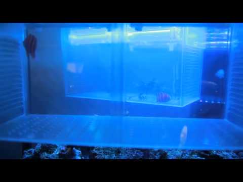 ペパーミント エンゼルフィッシュ 新入荷（クンニ卸売）