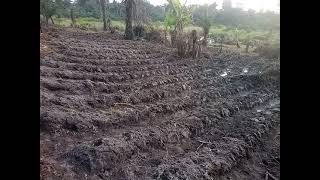 Ridges for Tomatoes planting during dry season in Nigeria.