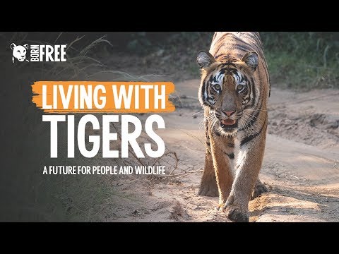 Protect India's Tigers And Promote Co-Existence