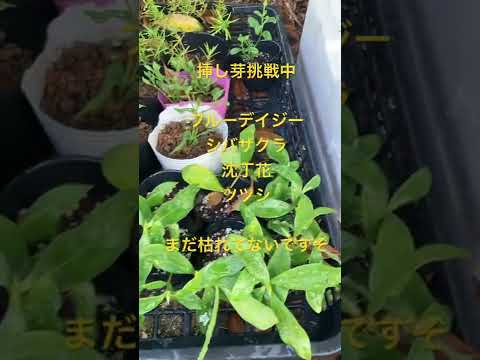  11月にはどんな挿し木をすればいいでしょうか？春のカラフルな庭のために切るすべての植物  庭園