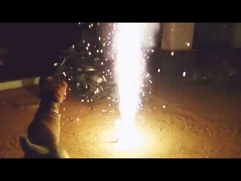 Neapolitan mastiff enjoying diwali
