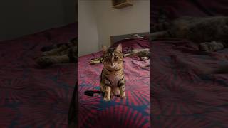 Download lagu 'Cat Smooth Edit 🐾 | Fire FX Editz' mp3