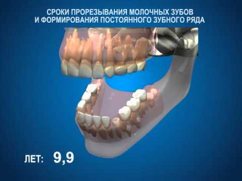Физиологические изменения в полости рта. Сроки прорезывания молочных зубов и формирования постоянного зубного ряда