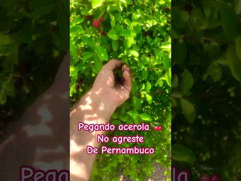 Colhendo acerola em Pombos #pernambuco #acerola #natureza