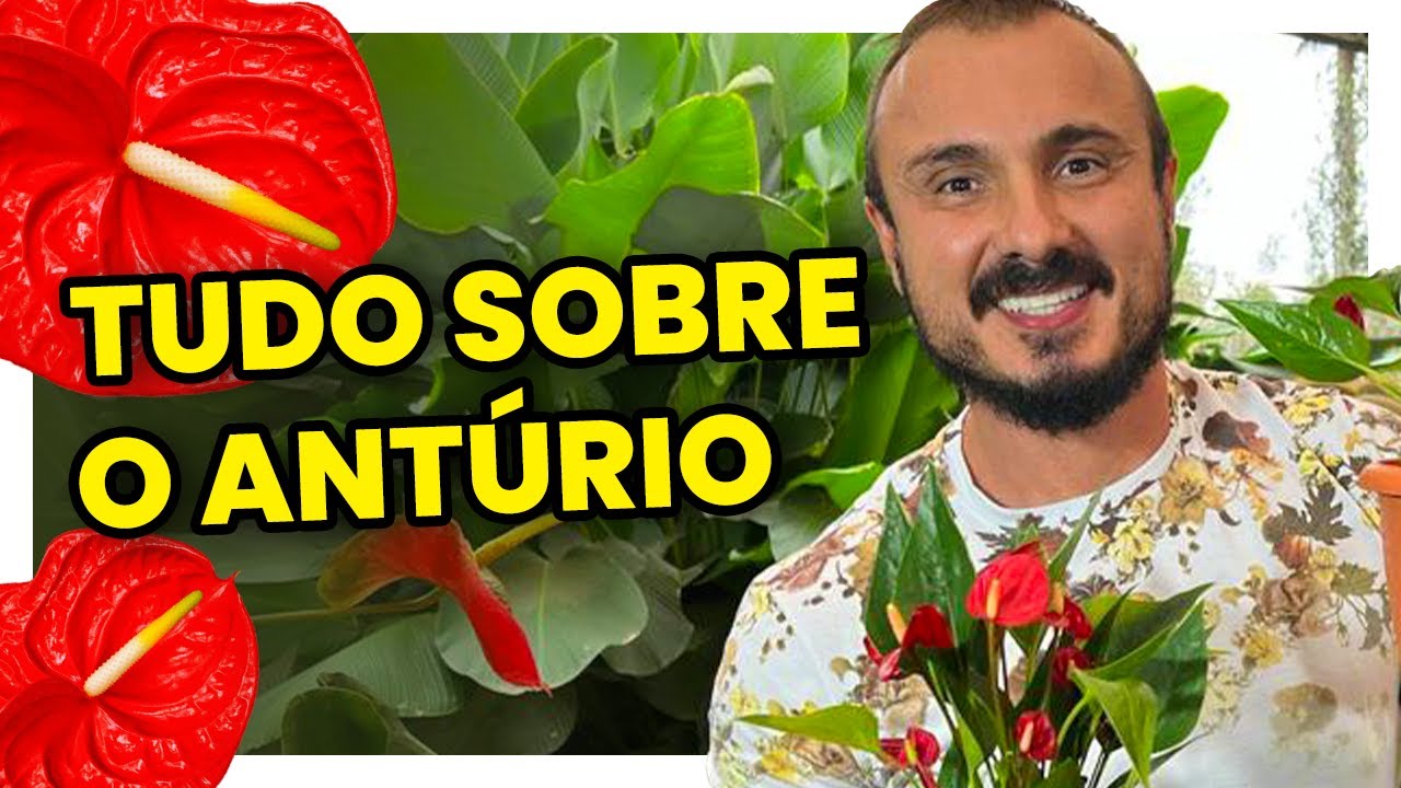 Tudo sobre o Antúrio | Como CULTIVAR e Fazer MUDAS
