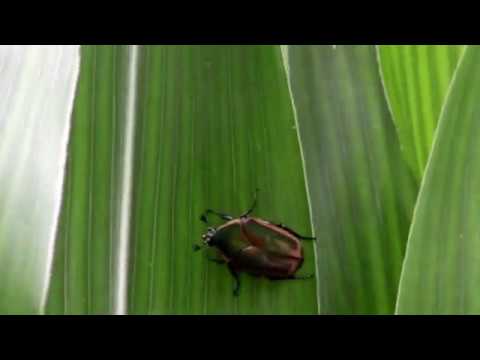 Red ladybug | bit color Amazing African Birds. Part 3 - African Wildlife Video -