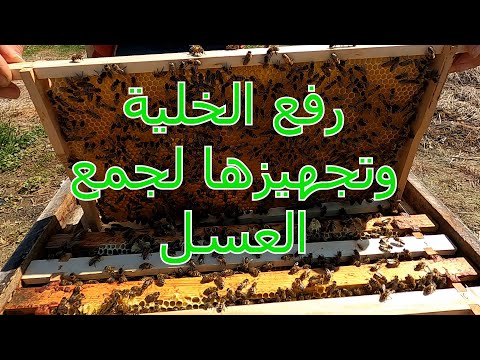 , title : 'رفع وتجهيز الخلية لجمع العسل .'