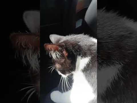 Vídeo de Frajolinha