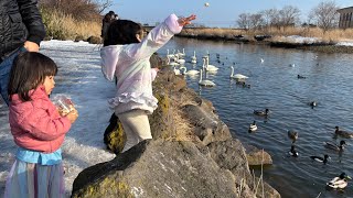 野生の白鳥に麩をあげました！【5歳7ヵ月・2歳8ヵ月】