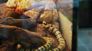 LIVE REPTILE ROOM FEEDING!!