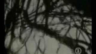 Bloodletting (The Vampire Song) - Concrete Blonde *Extended Music Video + Interview*