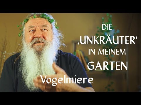Die ‚Unkräuter‘ in meinem Garten: Vogelmiere