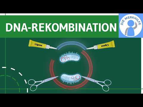 Video Thumbnail: Rekombinante DNA - Herstellung, Plasmide, Komponenten & Übertragung auf Bakterien einfach erklärt