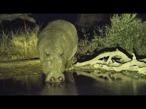 Djuma: Hippo with healing leg injury arrives at pan - 21:45 - 07/26/19