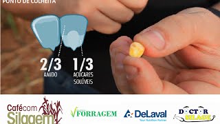 Ponto de colheita da silagem