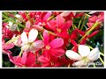 New Whatsapp Hindi Video Phool Kali Chand Sitare