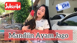 Download lagu Mandiin Si Ayam Jago Kesayangan Biar Ganteng🥳 mp3