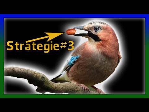 Wie überleben Vögel den Winter? - 5 (+2) schlaue Strategien!