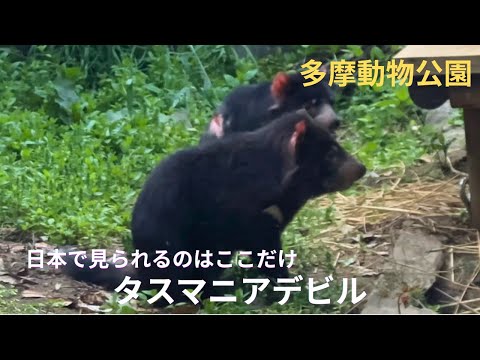 タスマニアデビル」のYahoo!リアルタイム検索 - X（旧Twitter）を