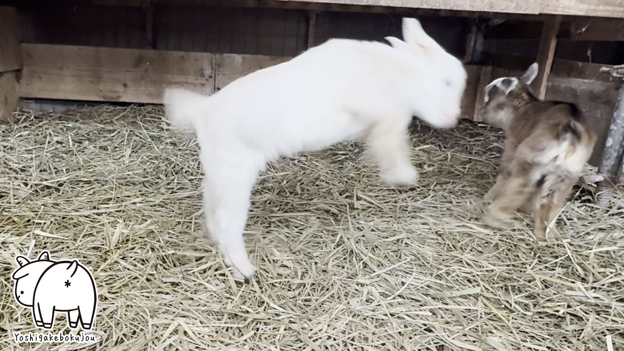【驚異の成長】生後わずか1日！？走ったり飛び跳ねたり赤ちゃんヤギが元気すぎて可愛すぎて語彙力失うｗ　2026年3月3日　#ヤギ牧場