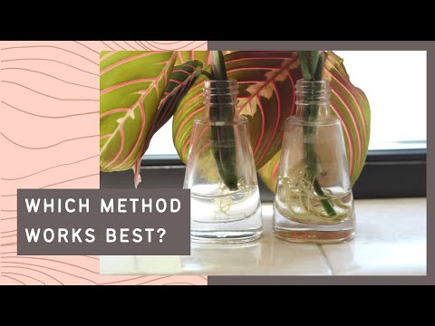 How to Propagate a Prayer Plant / Maranta leuconeura