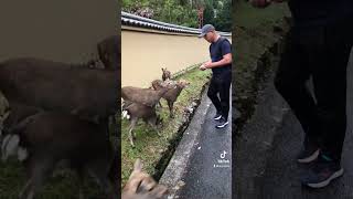 Nara Park, Japan 奈良公園の鹿　2022年11月29日