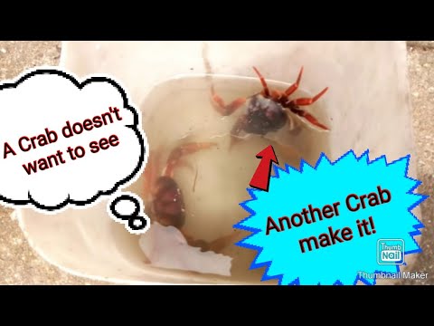 Two crabs in a bucket -Experiment