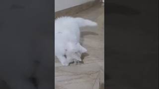 Download lagu Cat enjoying 🐈 #petlovers #cat #kitten #kidsfun #cute #catsoftiktok #funny #catvideos mp3 Download lagu Cat enjoying 🐈 #petlovers #cat #kitten #kidsfun #cute #catsoftiktok #funny #catvideos mp3