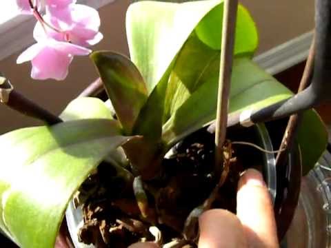 WATERING : How to tell when you Orchid needs watering.